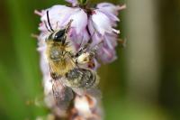 Andrena fuscipes