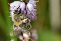 Andrena fuscipes