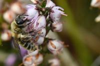 Andrena fuscipes