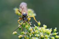 Eutanyacra crispatoria