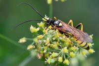 Eutanyacra crispatoria