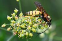 Eutanyacra crispatoria