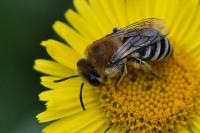 Colletes similis