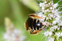 Halictus quadricinctus