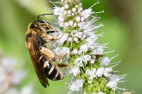 Halictus quadricinctus