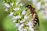 Halictus quadricinctus