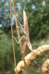 Mantis religiosa