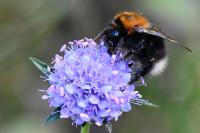 Bombus hypnorum