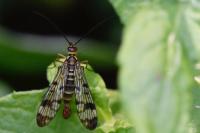 Panorpa cognata