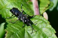 Liris niger