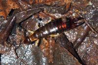 Euborellia annulipes