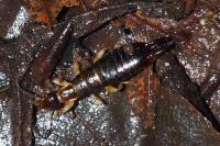 Euborellia annulipes