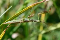 Mantis religiosa