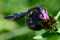 Xylocopa violacea