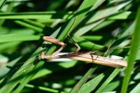 Mantis religiosa