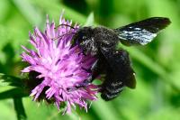Xylocopa violacea