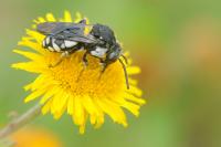 Epeolus fallax