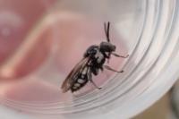 Epeolus fallax
