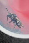 Epeolus fallax