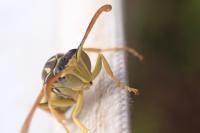 Polistes associus