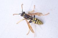 Polistes associus