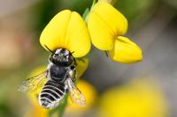 Megachile
