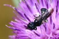 Ceratina chalcites