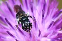 Ceratina chalcites