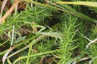 Mantis religiosa