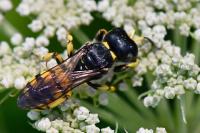 Ectemnius fossorius