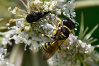Ectemnius lituratus