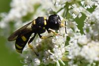 Ectemnius continuus