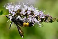 Scolia hirta
