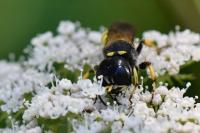 Ectemnius fossorius