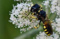 Ectemnius fossorius