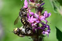 Anthidium septemspinosum