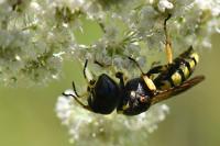Ectemnius fossorius