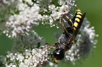 Ectemnius fossorius