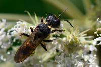 Ectemnius fossorius