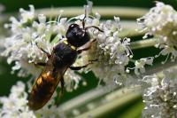 Ectemnius fossorius