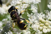 Ectemnius continuus
