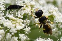 Ectemnius continuus