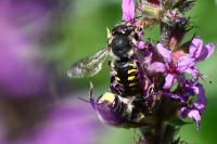 Anthidium septemspinosum