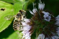 Megachile