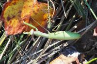 Mantis religiosa