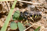 Bembecinus tridens