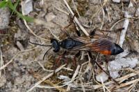 Sphex funerarius