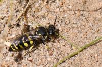 Bembecinus tridens