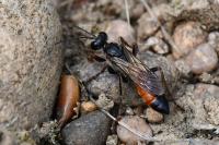 Sphex funerarius