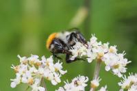 Bombus pascuorum